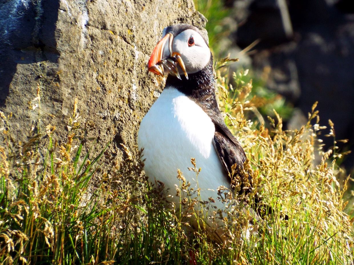 Puffin with mouthful of fish
